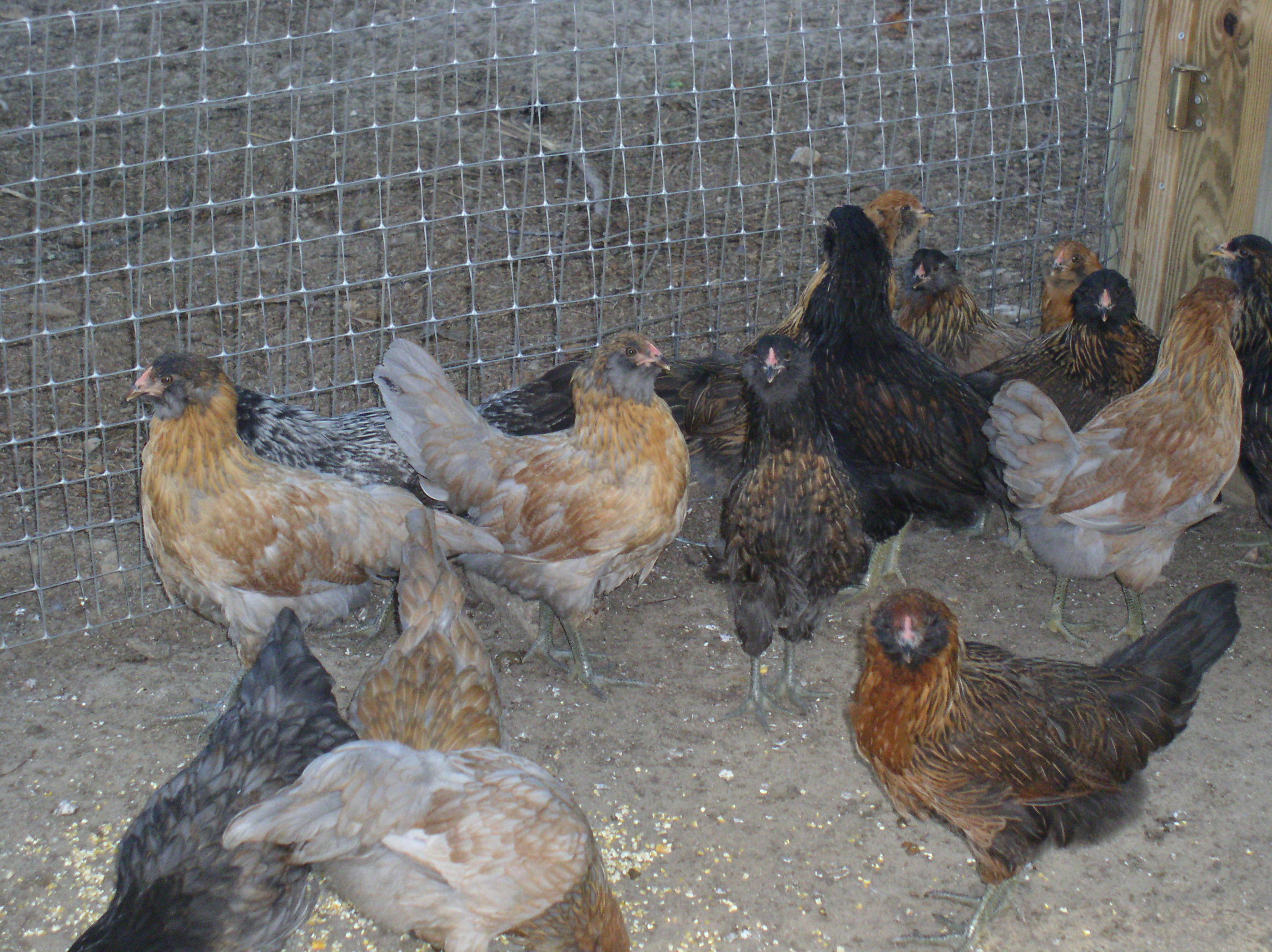 Pictures Of Pullets