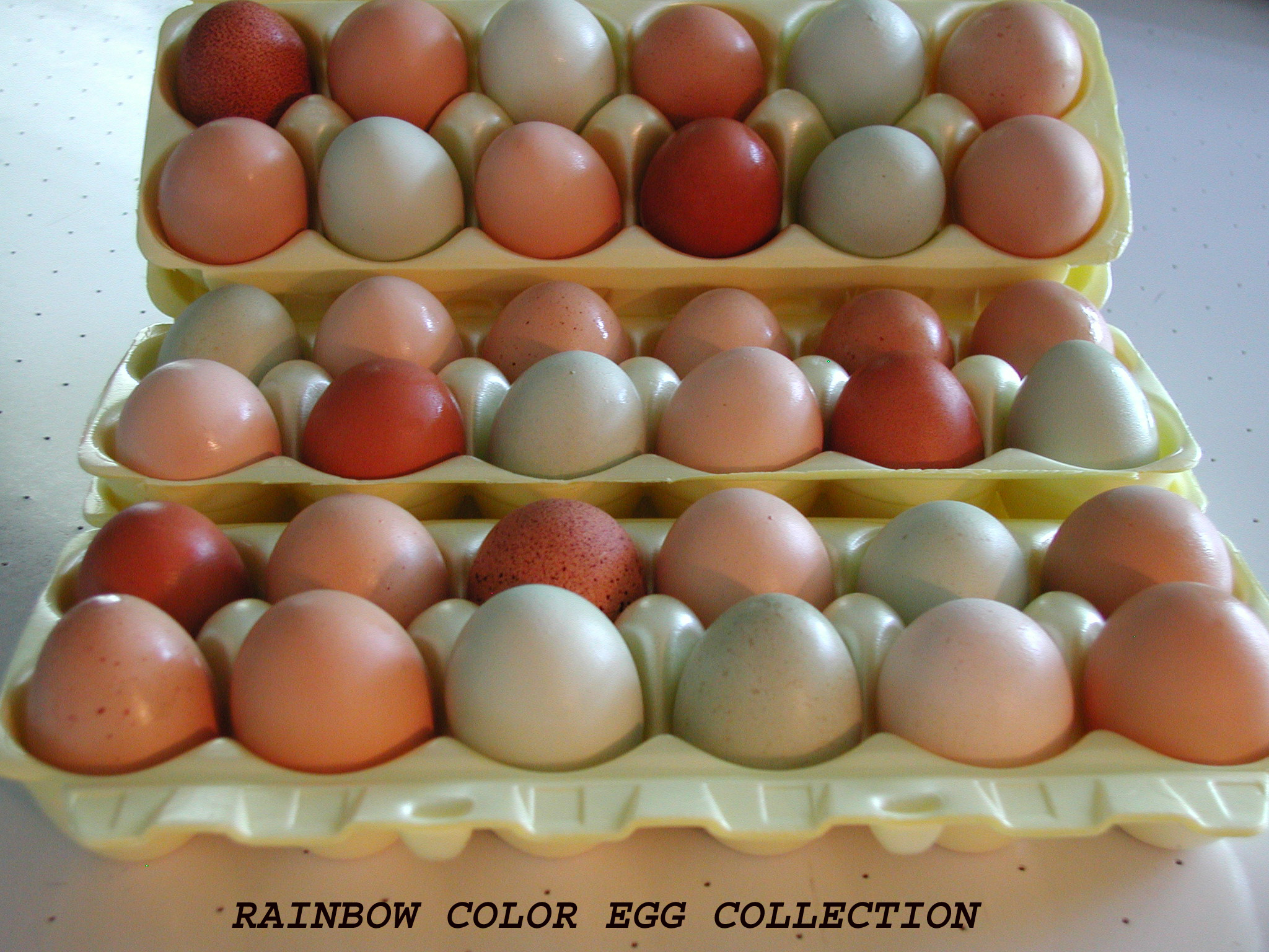 rainboweggs.jpg